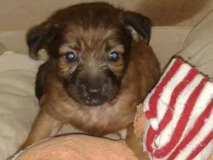 Cachorro raça Srd idade Abaixo de 2 meses nome Nala