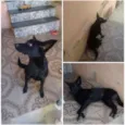 Lessie e Belinha