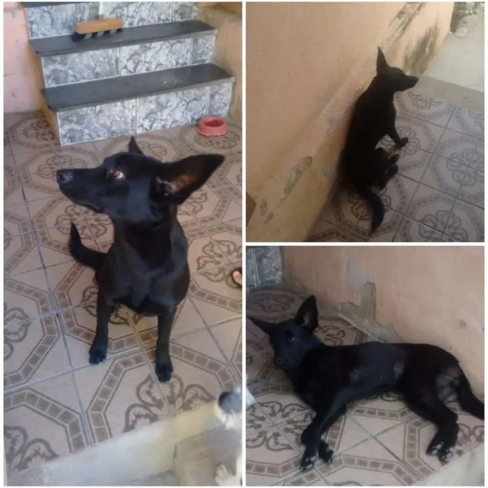 Cachorro raça Srd idade 2 anos nome Lessie e Belinha