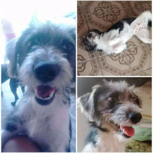 Cachorro raça Srd idade 2 anos nome Lessie e Belinha