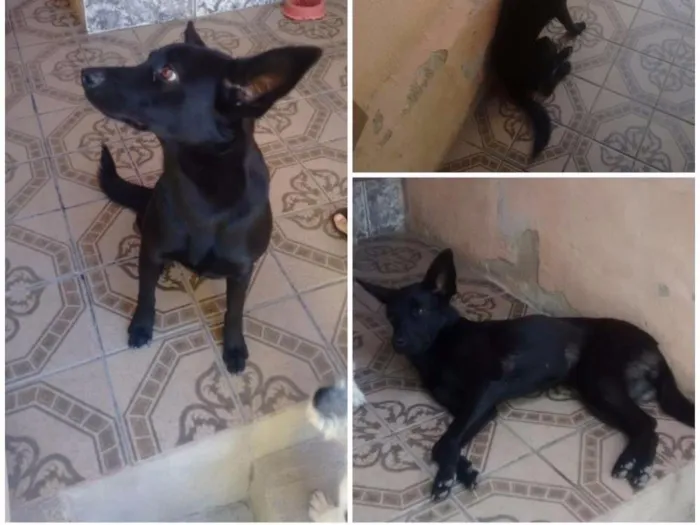 Cachorro raça Srd idade 2 anos nome Lessie e Belinha