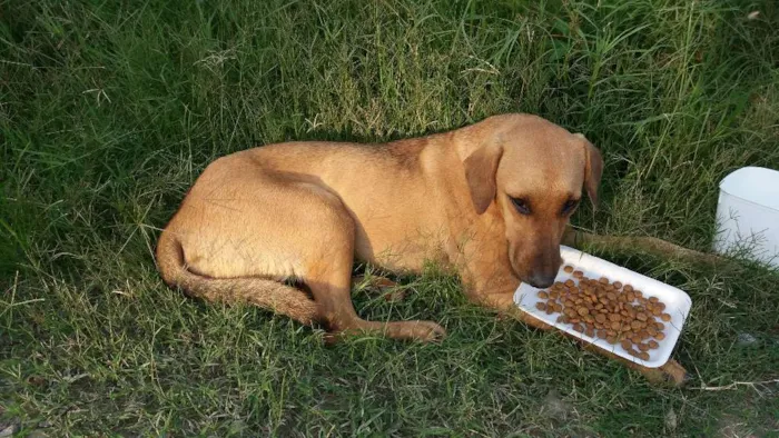 Cachorro ra a srd idade 1 ano nome Loirinha