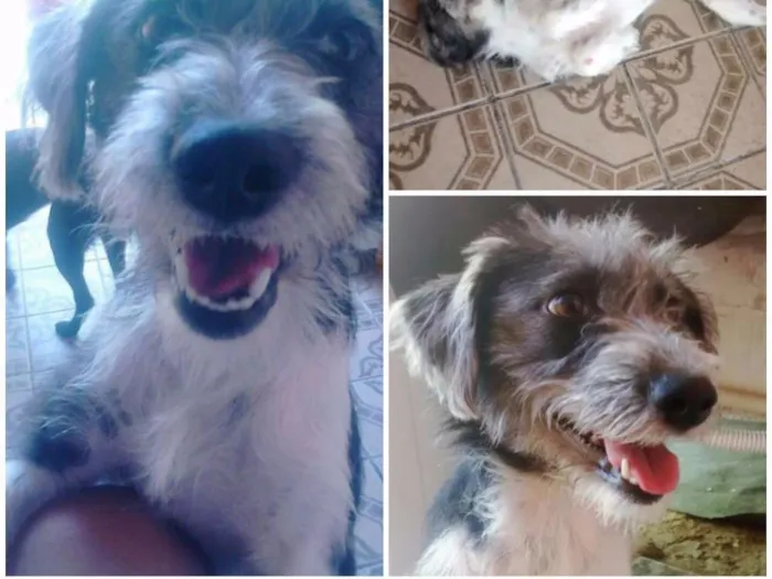 Cachorro raça Srd idade 2 anos nome Lessie e Belinha