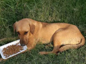 Cachorro raça srd idade 1 ano nome Loirinha