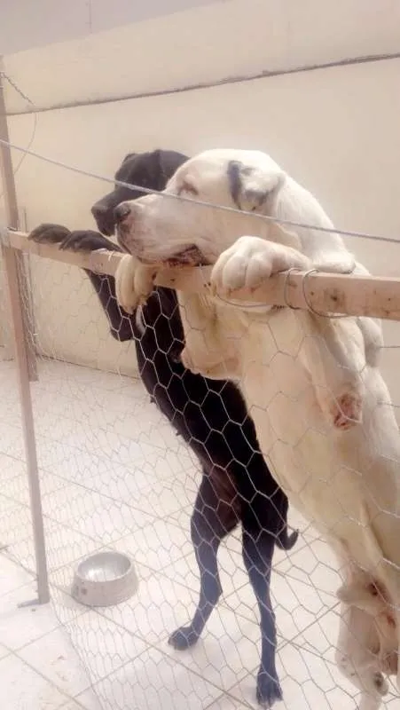 Cachorro ra a Dogue Alemão idade 5 anos nome apolo / temis