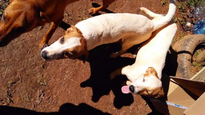 Cachorro ra a Srd idade 7 a 11 meses nome Branquinha