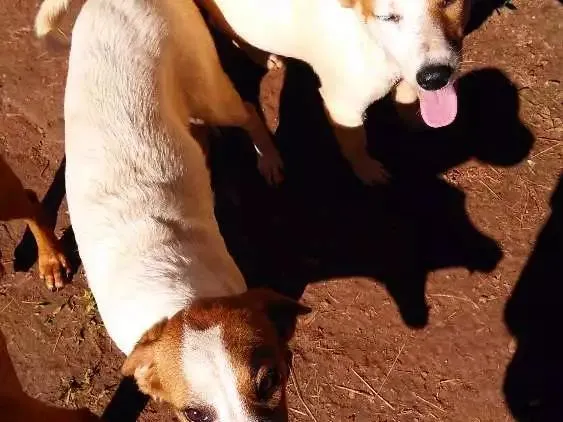 Cachorro ra a Srd idade 7 a 11 meses nome Branquinha