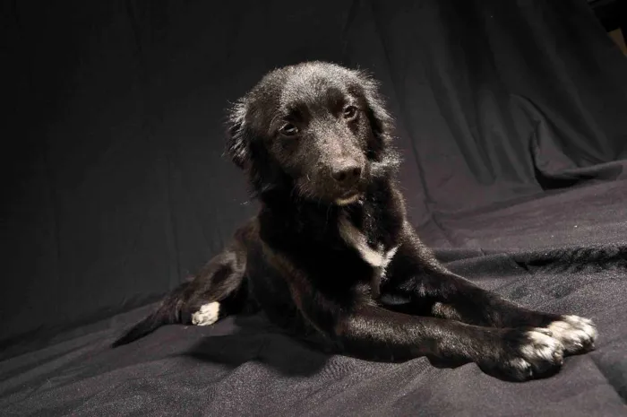Cachorro raça terra nova idade 3 anos nome euro