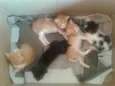 5 gatos