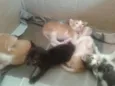 5 gatos