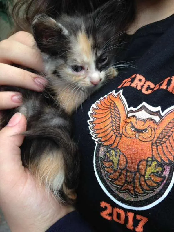 Gato ra a Vira-Lata idade Abaixo de 2 meses nome Nomes não definidos