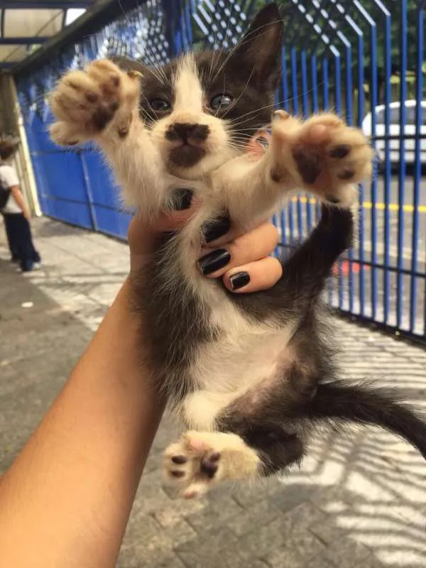 Gato ra a Vira-Lata idade Abaixo de 2 meses nome Nomes não definidos