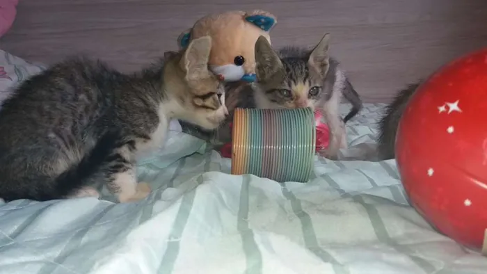 Gato raça Srd idade 2 a 6 meses nome Sem nome