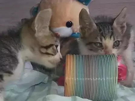 Gato raça Srd idade 2 a 6 meses nome Sem nome