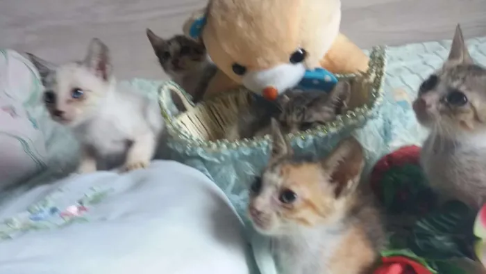 Gato raça Srd idade 2 a 6 meses nome Sem nome