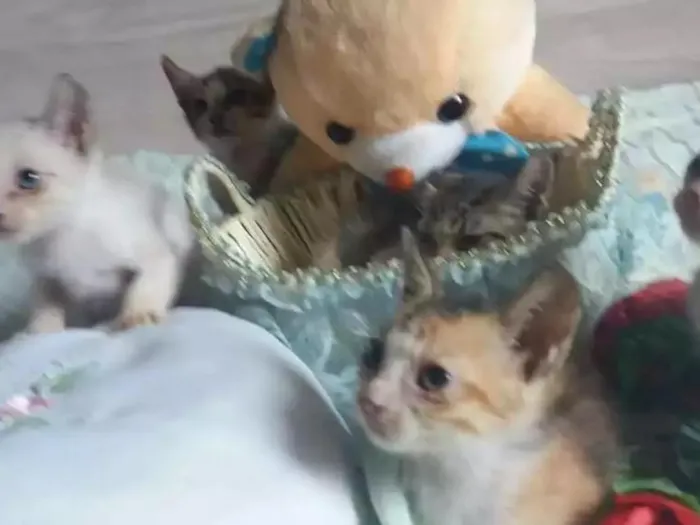 Gato raça Srd idade 2 a 6 meses nome Sem nome