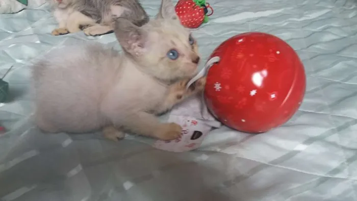 Gato raça Srd idade 2 a 6 meses nome Sem nome