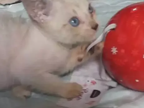 Gato raça Srd idade 2 a 6 meses nome Sem nome