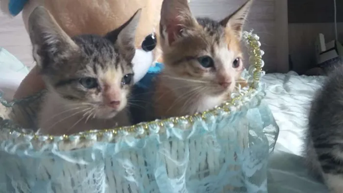 Gato raça Srd idade 2 a 6 meses nome Sem nome