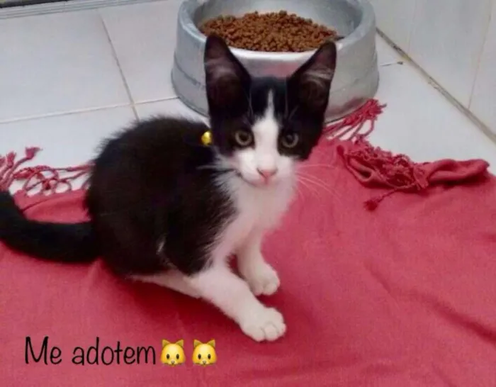Gato ra a vira lata idade Abaixo de 2 meses nome Mimo