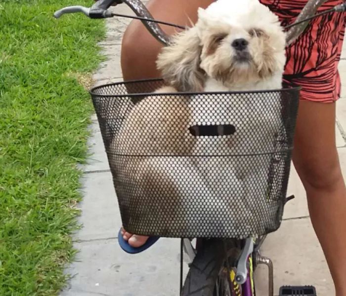Cachorro ra a shitzu idade 1 ano nome Horus