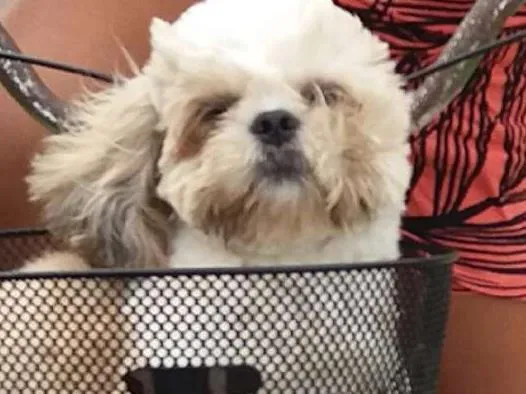 Cachorro ra a shitzu idade 1 ano nome Horus