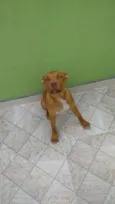 Biscoito