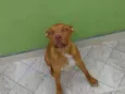 Biscoito