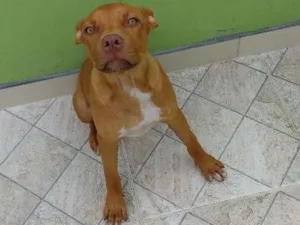 Cachorro raça Pit bull idade 7 a 11 meses nome Biscoito
