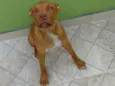 Biscoito