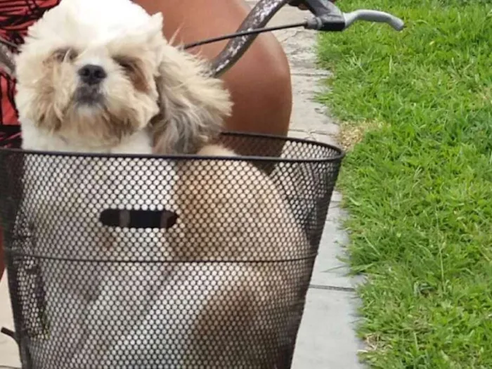 Cachorro ra a shitzu idade 1 ano nome Horus