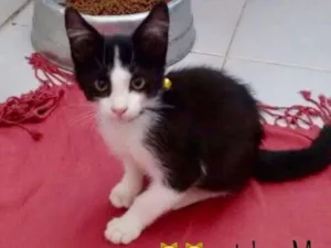 Gato raça vira lata idade Abaixo de 2 meses nome Mimo