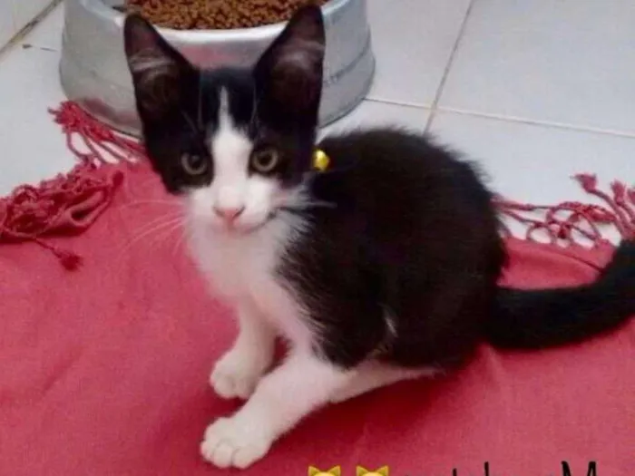 Gato ra a vira lata idade Abaixo de 2 meses nome Mimo