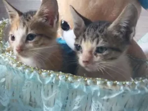 Gato raça Srd idade 2 a 6 meses nome Sem nome