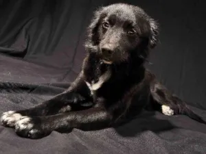 Cachorro raça terra nova idade 3 anos nome euro