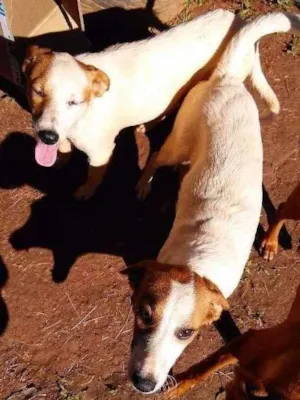 Cachorro raça Srd idade 7 a 11 meses nome Branquinha