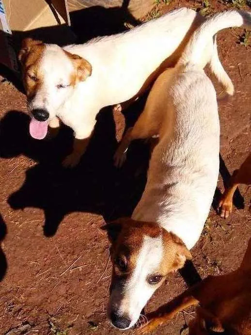 Cachorro ra a Srd idade 7 a 11 meses nome Branquinha