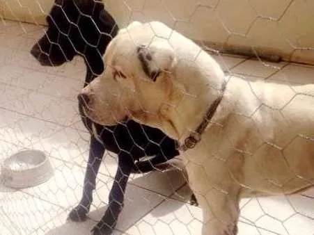 Cachorro ra a Dogue Alemão idade 5 anos nome apolo / temis