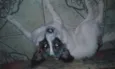 belinha
