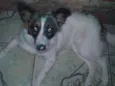 belinha