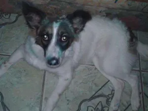Cachorro raça  idade 1 ano nome belinha