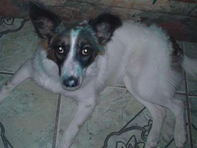 Cachorro ra a  idade 1 ano nome belinha