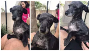 Cachorro raça Vira-Lata idade 6 ou mais anos nome Bianca
