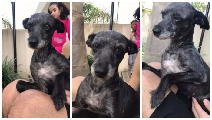 Cachorro ra a Vira-Lata idade 6 ou mais anos nome Bianca