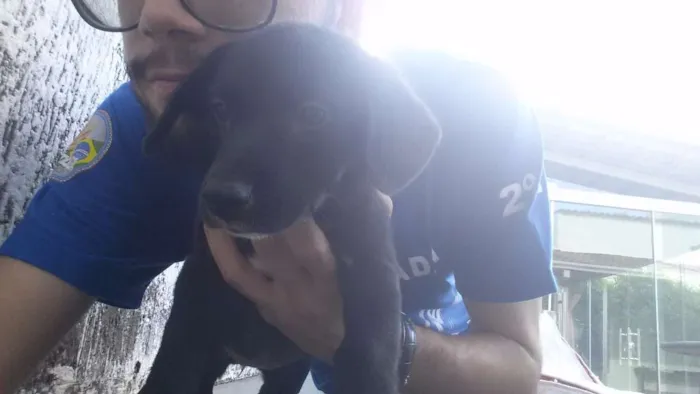Cachorro ra a Vira-lata idade 2 a 6 meses nome Luna