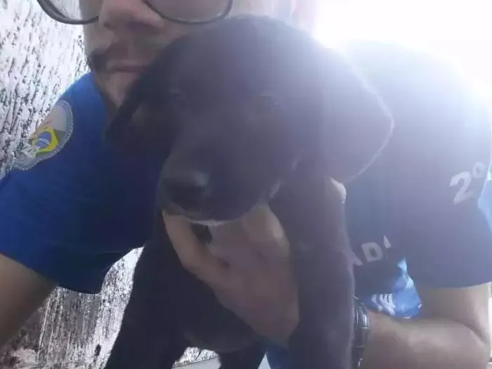 Cachorro ra a Vira-lata idade 2 a 6 meses nome Luna