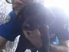 Cachorro raça Vira-lata idade 2 a 6 meses nome Luna