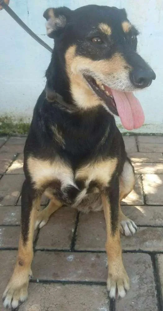 Cachorro ra a SRD idade 3 anos nome Aninha