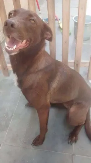 Cachorro raça SRD idade 3 anos nome Dora