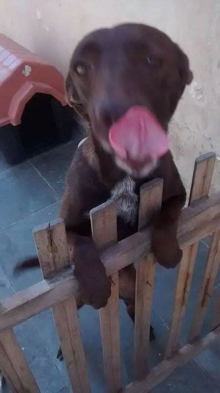 Cachorro ra a SRD idade 3 anos nome Dora